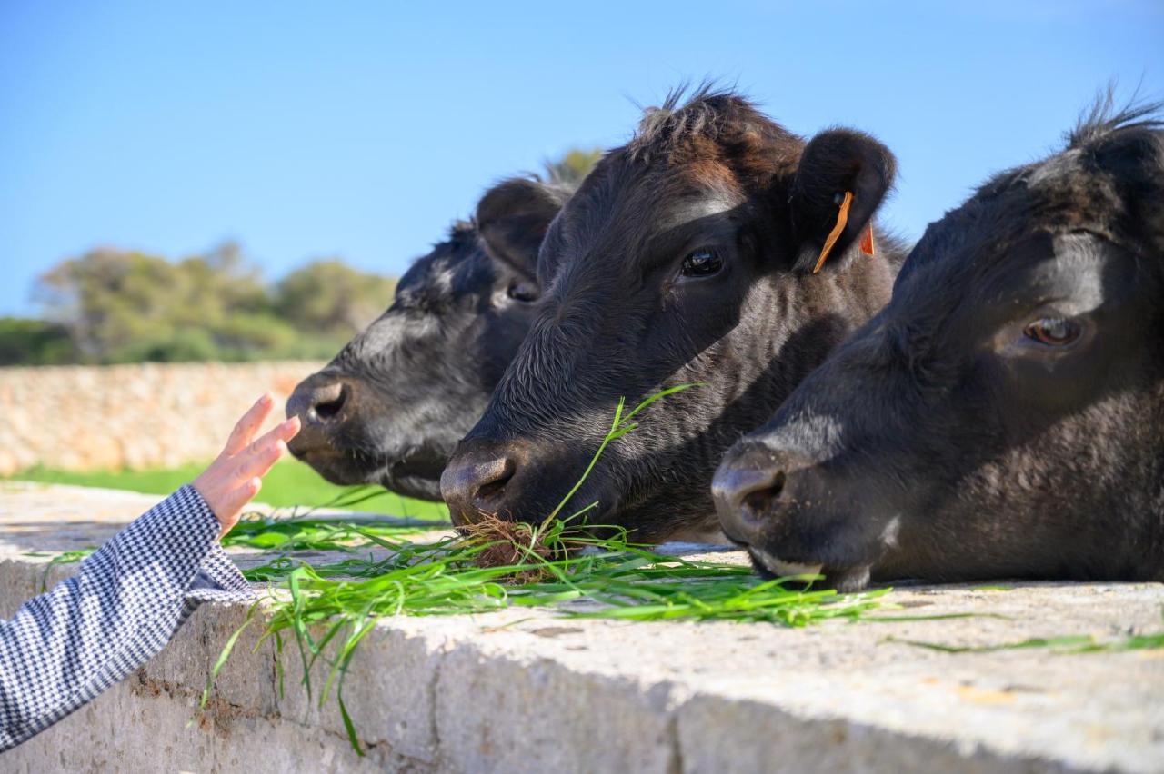 Llucmacanes Gran Agroturismo Mahón Exteriör bild